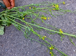 �N���b�N�Ŋg��