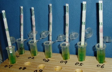 �N���b�N�Ŋg��摜