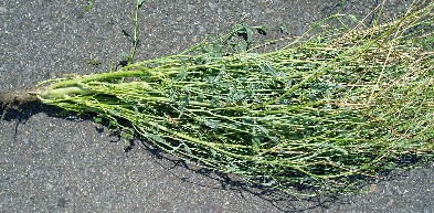 �����̂悤��