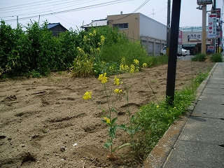 �N���b�N�Ŋg��摜